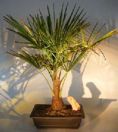 Windmill Palm<br><i>(trachycarpus fortunie)</i>