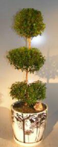 Flowering Myrtle Bonsai Tree<br><Pom Pom Style<br><i>(myrtus communis 'compacta')</i>