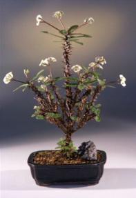 Crown of Thorns Bonsai Tree<br><i>(euphorbia)</i>