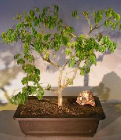 Flowering Brazilian Raintree Bonsai Tree<br><i>(pithecellobium tortum)</i>