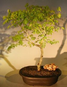 Flowering Brazilian Raintree Bonsai Tree<br><i>(pithecellobium tortum)</i>