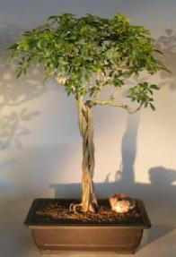 Hawaiian Umbrella Bonsai Tree<br><i></i>Braided Trunk and Banyan Style<br><i></i>(arboricola schfflera)