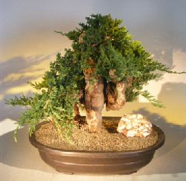 Juniper Bonsai Tree - Phoenix Graft<br><i></i>(juniper procumbens nana)