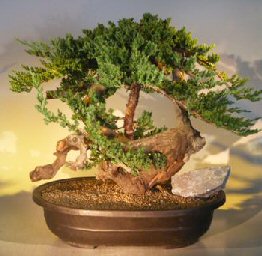 Juniper Bonsai Tree - Phoenix Graft<br><i></i>(juniper procumbens nana)