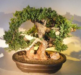 Juniper Bonsai Tree - Phoenix Graft<br><i></i>(juniper procumbens nana)