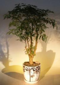 Ming Aralia Bonsai Tree<br><i>(polyscais fruticosa)</i>