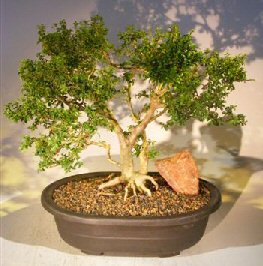 Japanese Kingsville Boxwood Bonsai Tree<br><i>(buxus microphylla compacta)</i>