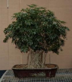 Hawaiian Umbrella Bonsai Tree<br><i>(arboricola schefflera)</i>