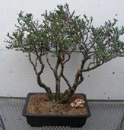 Hokkaido Elm Bonsai Tree<br><i>(ulmus parvifolia 'hokkaido')</i>