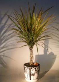 Dracena Bonsai Tree<br>Braided Trunk - Variegated<br><i>(dracena marginata)</i>