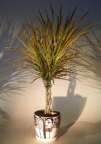 Dracena Bonsai Tree<br>Braided Trunk - Variegated<br><i>(dracena marginata)</i>