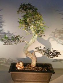 Chinese Elm Bonsai Tree<br>Curved Trunk & Tiered Branching Style<br><i>(ulmus parvifolia)</i>