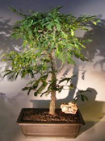 Flowering Tamarind Bonsai Tree<br><i>(tamarindus indica)</i>