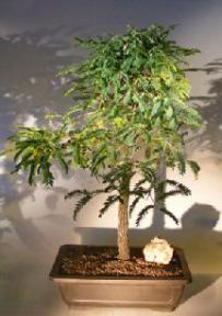 Flowering Tamarind Bonsai Tree<br><i>(tamarindus indica)</i>