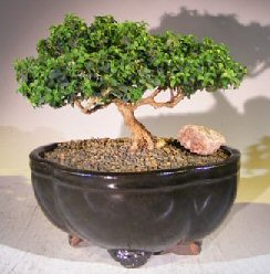 Japanese Kingsville Boxwood Bonsai Tree<br><i>(buxus microphylla compacta)</i>