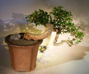 Flowering Fukien Tea Bonsai Tree - Cascade Style<br><i>(ehretia microphylla)</i>