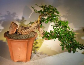 Flowering Fukien Tea Bonsai Tree - Cascade Style<br><i>(ehretia microphylla)</i>