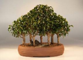 Ficus Too Little<br><i>(ficus benjamina 'too little')</i>