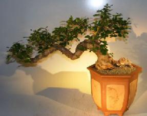 Flowering Fukien Tea Bonsai Tree - Cascade Style<br><i>(ehretia microphylla)</i>