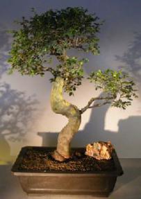 Chinese Elm Bonsai Tree<br>Curved Trunk & Tiered Branching Style<br><i>(ulmus parvifolia)</i>