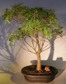 Willow Leaf Ficus Bonsai Tree<br><i>(ficus nerifolia/salisafolia)</i>