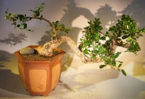 Flowering Fukien Tea Bonsai Tree - Cascade Style<br><i>(ehretia microphylla)</i>