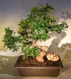 Flowering Fukien Tea Bonsai Tree<br>Curved Trunk & Tiered Branching Style<br><i>(ehretia microphylla)</i>
