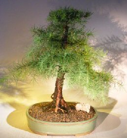 Japanese Larch Bonsai Tree (pinaceae larix japonica)