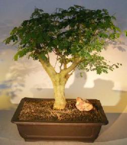 Flowering Brazilian Raintree Bonsai Tree<br><i>(pithecellobium tortum)</i>