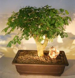 Flowering Brazilian Raintree Bonsai Tree<br><i>(pithecellobium tortum)</i>