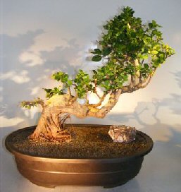 Ginseng Ficus Bonsai Tree<br>Cascade Style<br><i>(Ficus Retusa)</i>