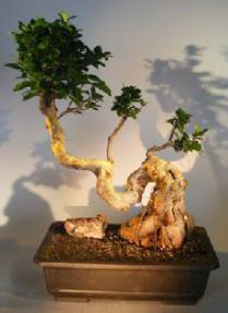 Ginseng Ficus Bonsai Tree<br>Cascade Style<br><i>(Ficus Retusa)</i>