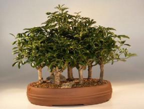 Hawaiian Umbrella Bonsai Tree<br><i>(arboricola schefflera)</i>