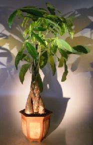 Money Bonsai Tree - Braided Trunk<br><i>(pachira aquatica)</i>