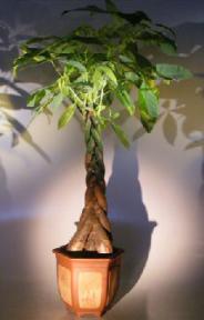 Money Bonsai Tree - Braided Trunk<br><i>(pachira aquatica)</i>