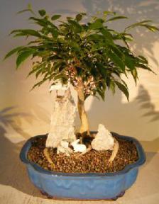 Oriental Ficus Bonsai Tree<br>Root Over Rock<br>Stone Landscape Scene<br><i>(ficus benjamina 'orientalis')</i>
