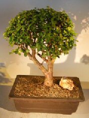 Baby Jade Bonsai Tree<br>(portulacaria afra)