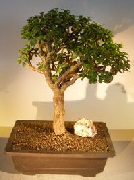 Baby Jade Bonsai Tree<br>(portulacaria afra)