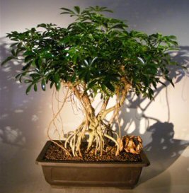 Hawaiian Umbrella Bonsai Tree<br>Banyan Style<br>(arboricola schefflera)