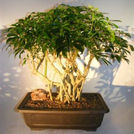 Hawaiian Umbrella Bonsai Tree<br>Banyan Style<br><i>(arboricola schefflera)</i>