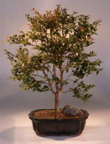 Jaboticaba Bonsai Tree<br><i>(eugenia cauliflora)</i>