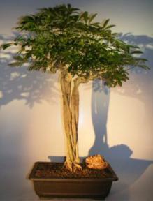 Hawaiian Umbrella Bonsai Tree<br>Banyan Style<br><i>(arboricola schefflera)</i>