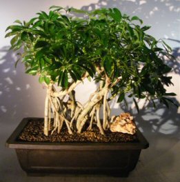 Hawaiian Umbrella Bonsai Tree<br>Banyan Style<br><i>(arboricola schefflera)</i>