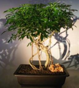 Hawaiian Umbrella Bonsai Tree<br>Banyan Style<br><i>(arboricola schefflera)</i>