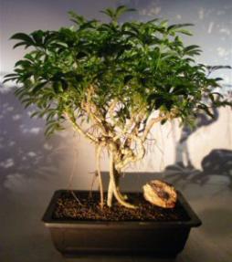 Hawaiian Umbrella Bonsai Tree<br>Banyan Style<br><i>(arboricola schefflera)</i>