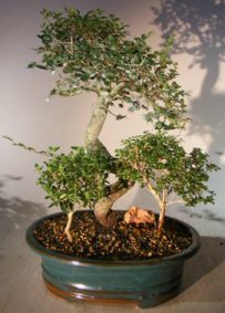 Three Bonsai Tree Grouping<br>Chinese Elm<i>(ulmus parvifolia)</i><br>White Serissa<i>(serissa foetida)</i><br>Pink Serissa<i>(serissa foetida)</i>