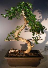 Flowering Fukien Tea Bonsai Tree<br>Curved Trunk & Tiered Branching<br><i>(ehretia microphylla)</i>