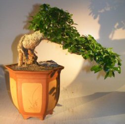 Flowering Fukien Tea Bonsai Tree<br>Cascade Style<br><i>(ehretia microphylla)</i>