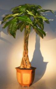 Money Bonsai Tree - Braided Trunk<br><i>(pachira aquatica)</i>