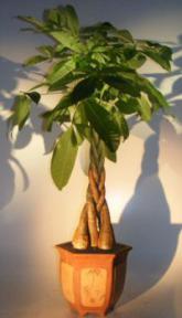 Money Bonsai Tree - Braided Trunk<br><i>(pachira aquatica)</i>